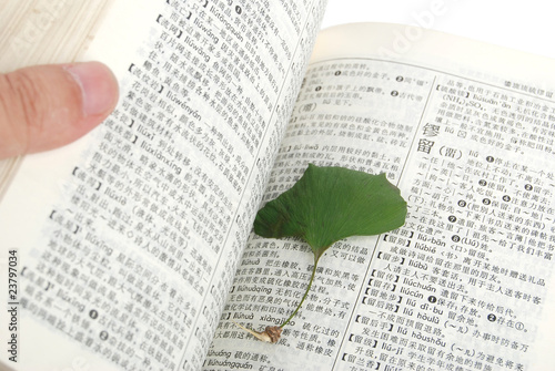 Fotografie ginkgo leaf
