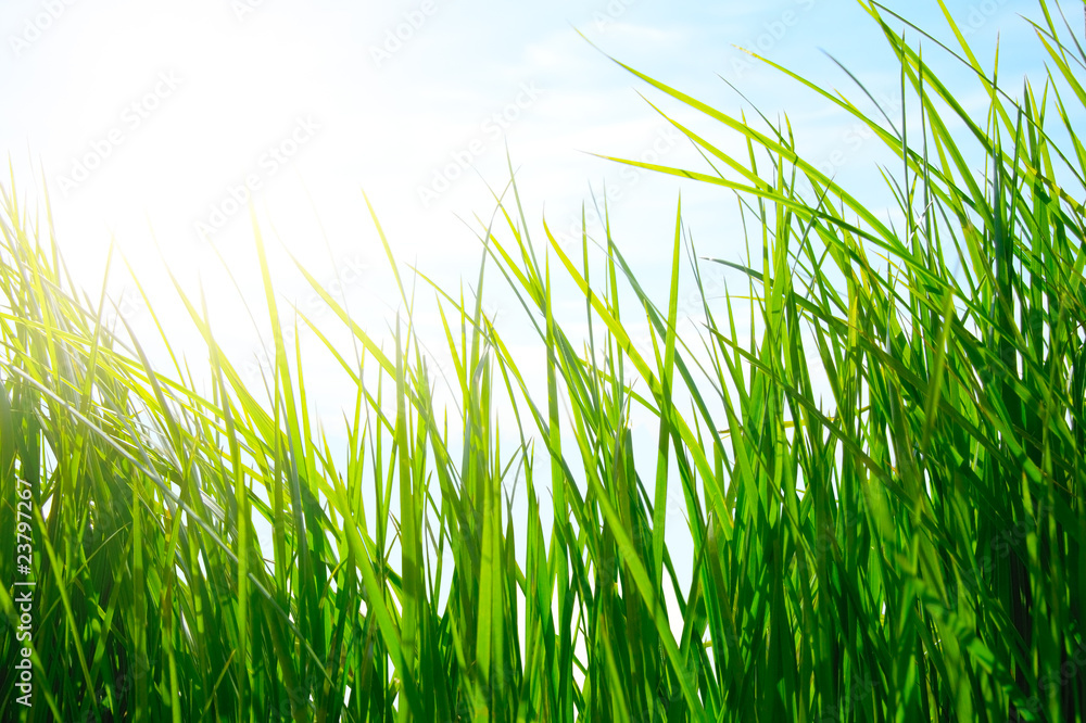 Fototapeta premium Green grass on golden meadow