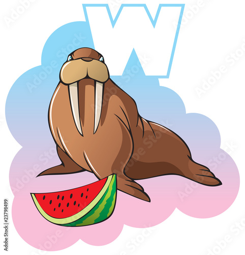 Children alphabet: letter W, walrus and watermelon, vector