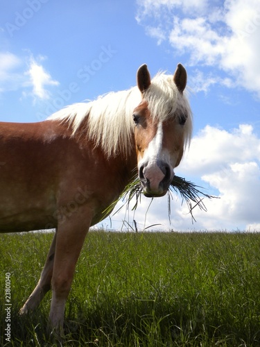 Haflinger frisst