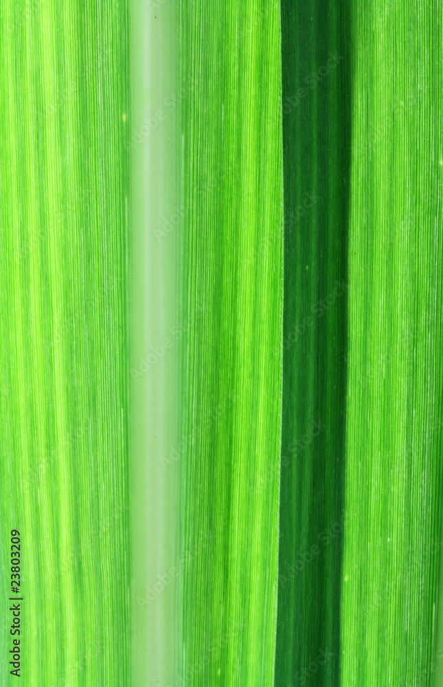 feuilles vertes de canne à sucre feuilles vertes de canne à sucre