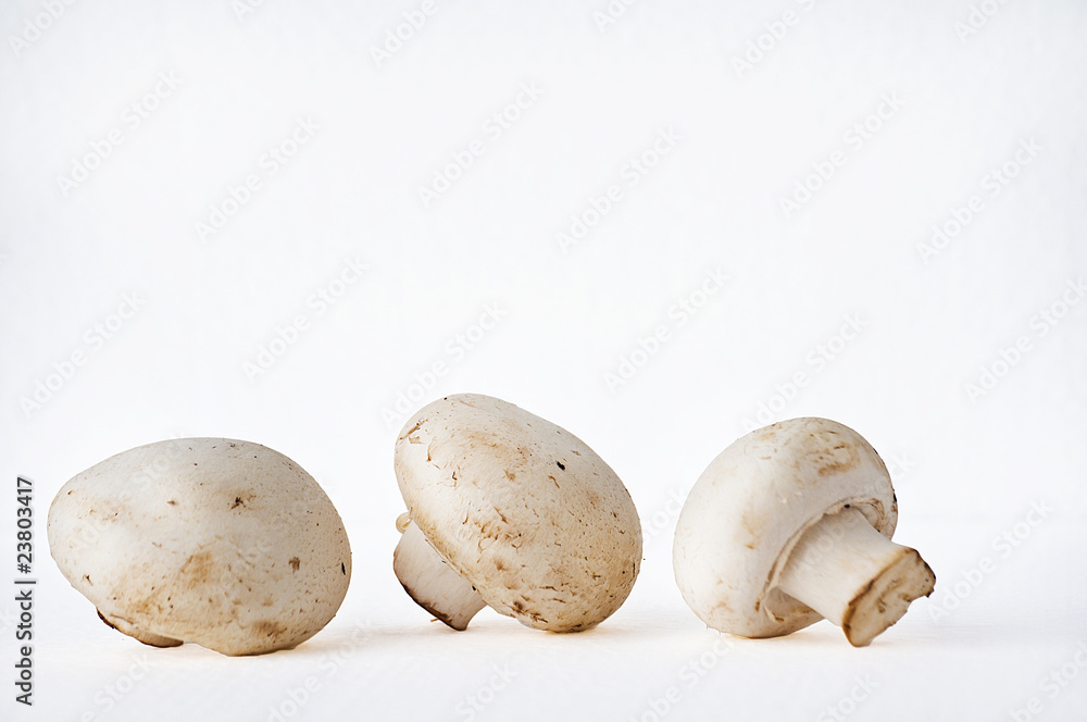 Champignons Champignons