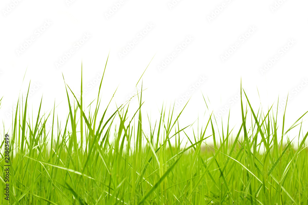 Obraz premium green grass over white