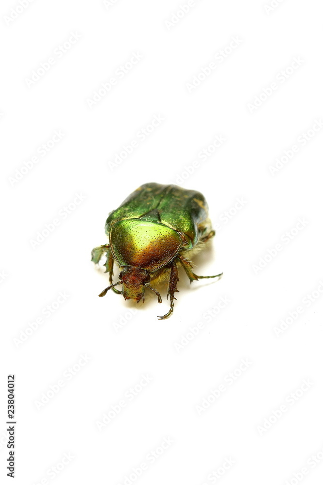 cétoine cétoine