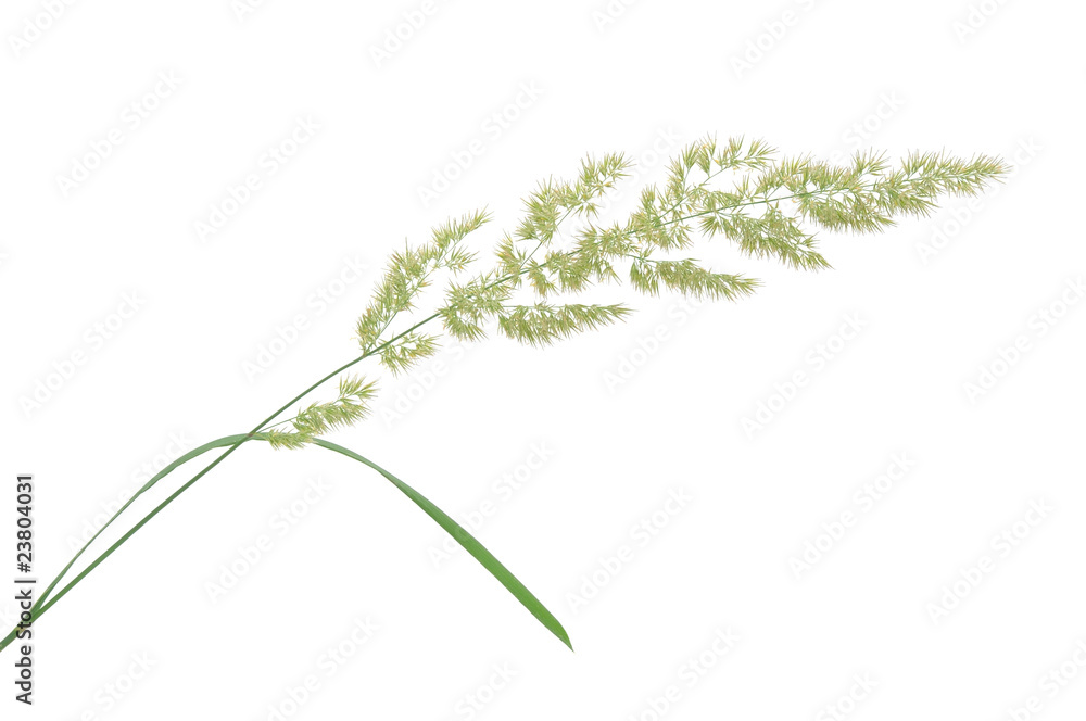 Fototapeta premium grass