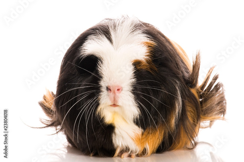 guinea pig isolated on the white background. coronet