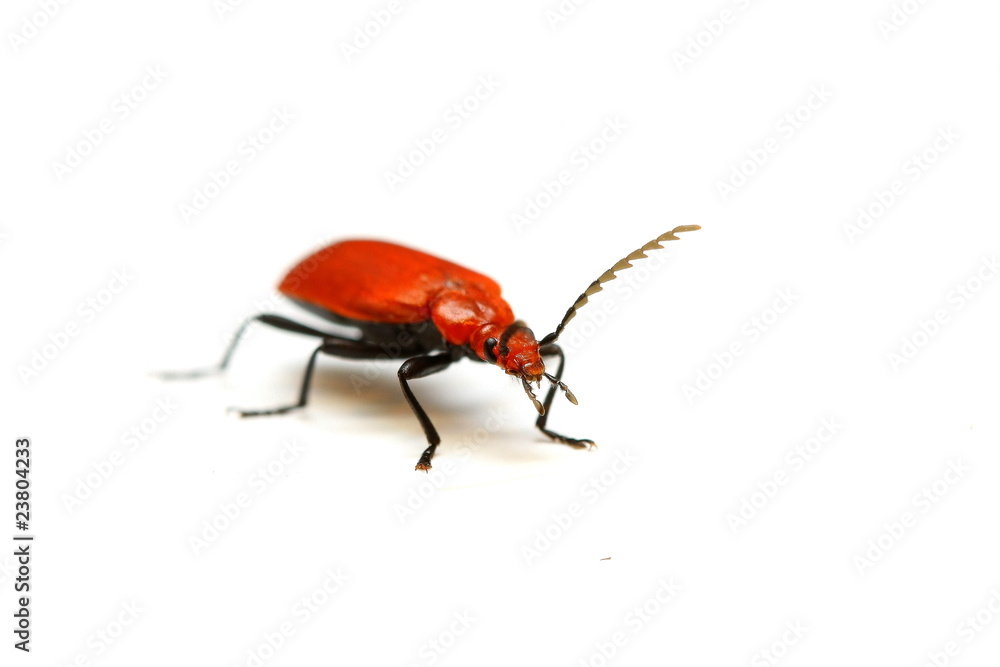 Naklejka premium insecte rouge