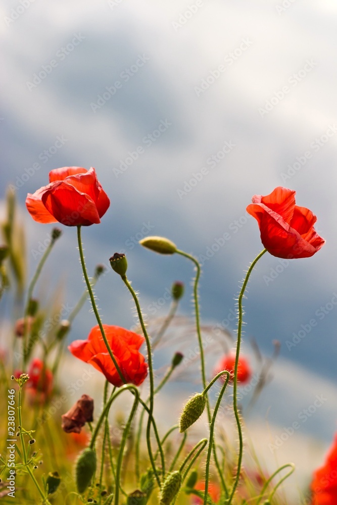 Fototapeta premium kwiaty