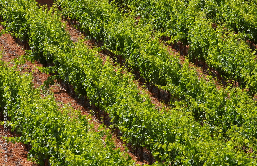 vignoble languedocien vignoble languedocien