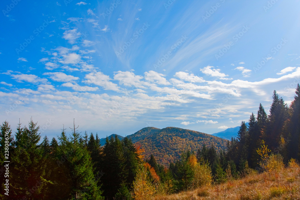 autumn forest autumn forest