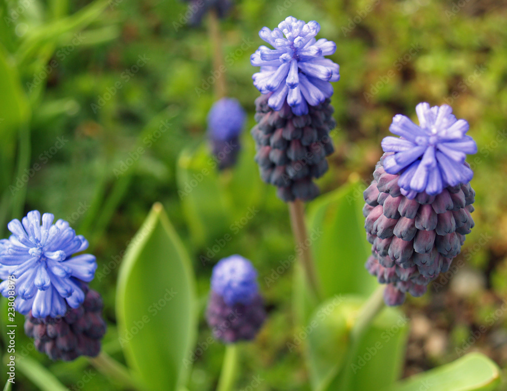Tiny Cluster Flowers Grape Hyacinths in a Garden Tiny Cluster Flowers Grape Hyacinths in a Garden