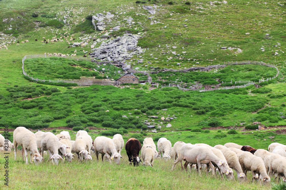 Obraz premium herd of sheep