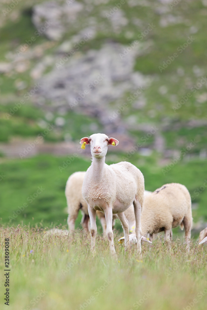 Obraz premium herd of sheep