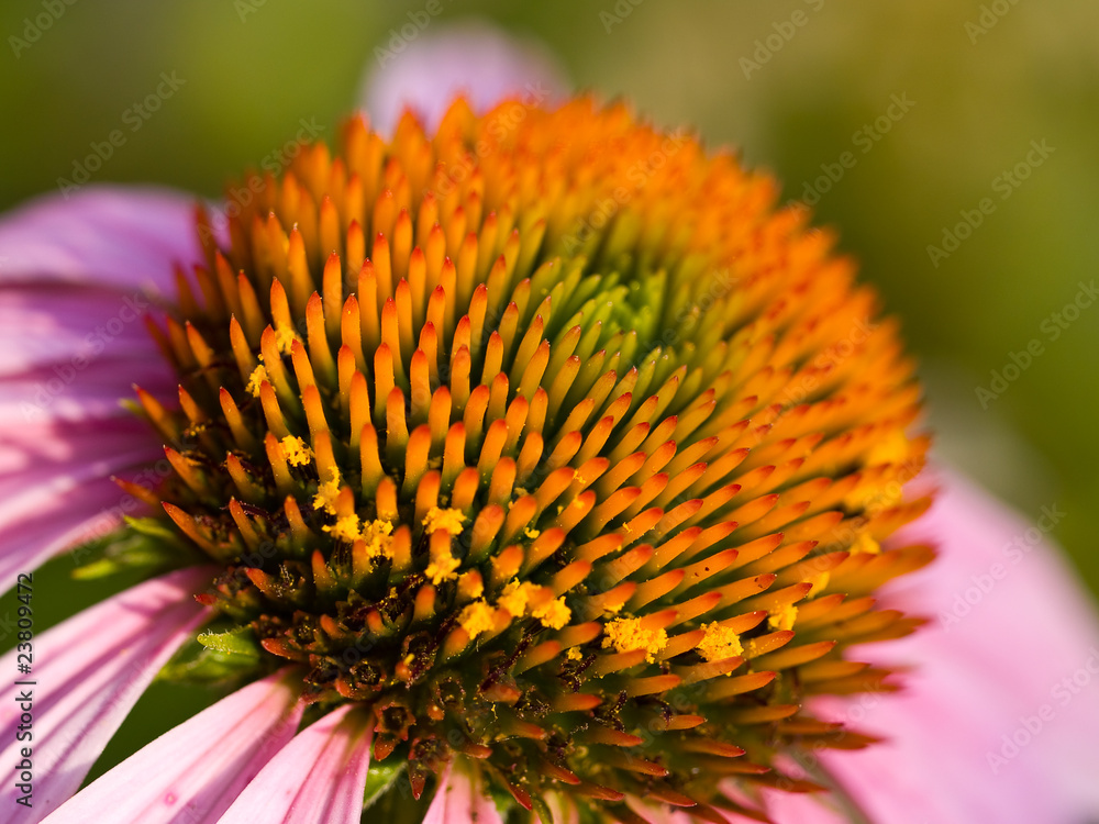 Cone Flower, also known as Echinacea, in a Garden Cone Flower, also known as Echinacea, in a Garden