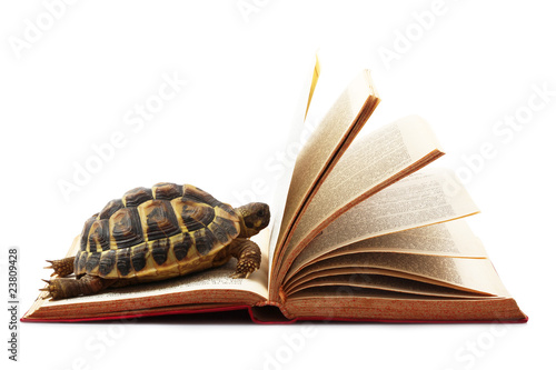 tartaruga e libro photo