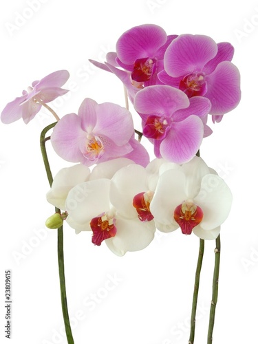 arrangement of orchids
