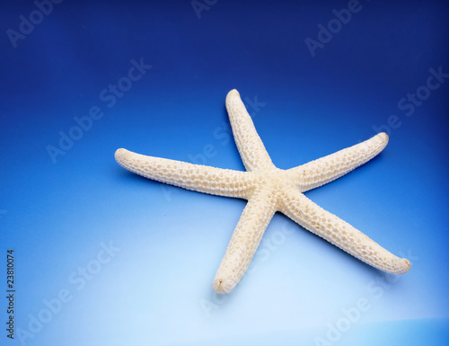 starfish © Željko Radojko