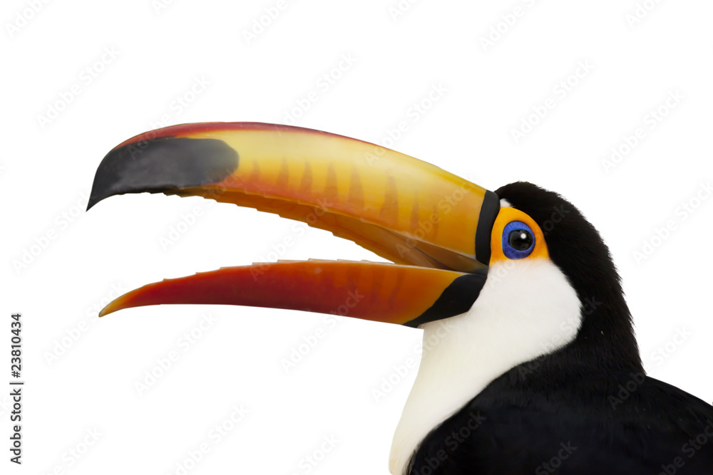 Naklejka premium くちばしの大きいオニオオハシ