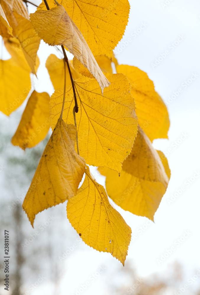 Obraz premium Yellow lime tree twig