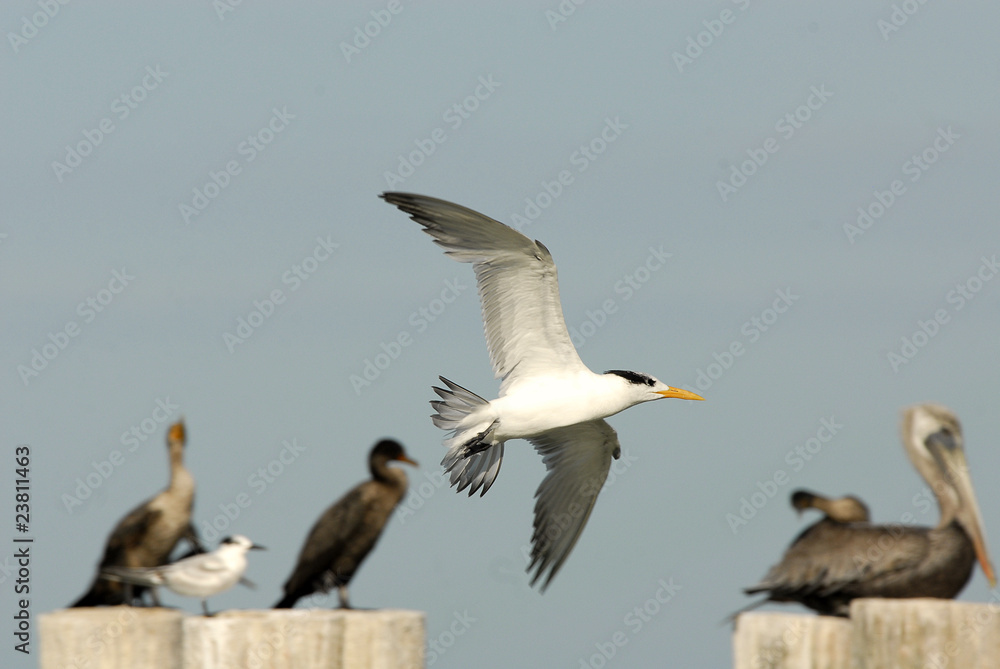 Fototapeta premium Flying gull bird