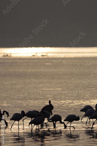 Lesser Flamingoes at sunrise  lake Nakuru  Kenya