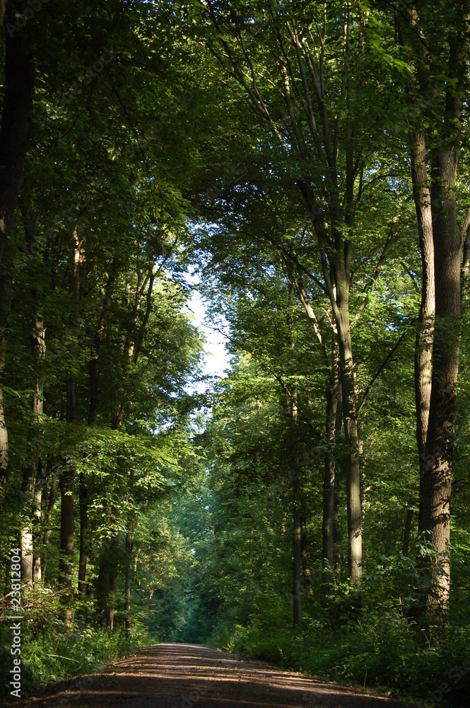 Obraz premium waldweg