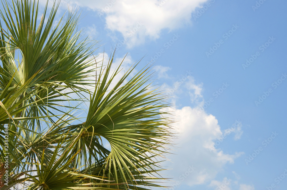 Cloudscape with Palm Trees