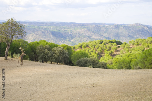 Ciervo en Sierra Morena