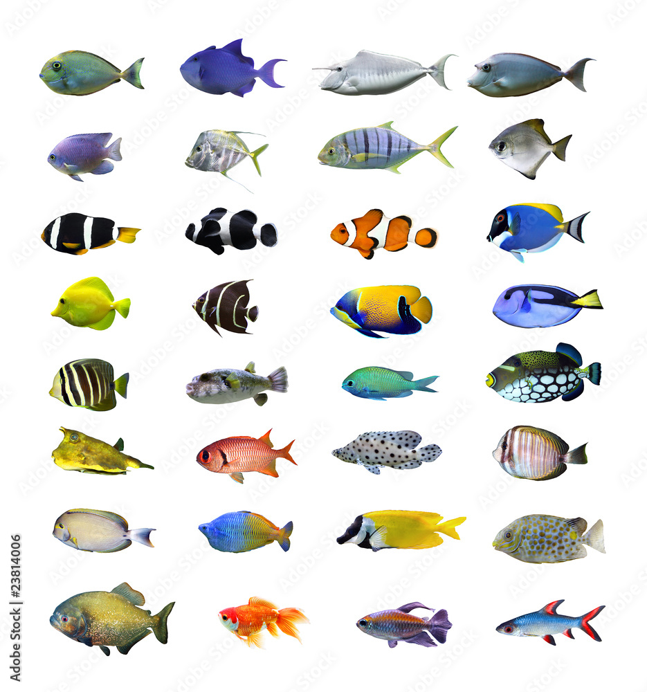 Obraz premium Great tropical fish collection on white background