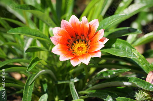 gazania-sorte `Mahagoni` photo