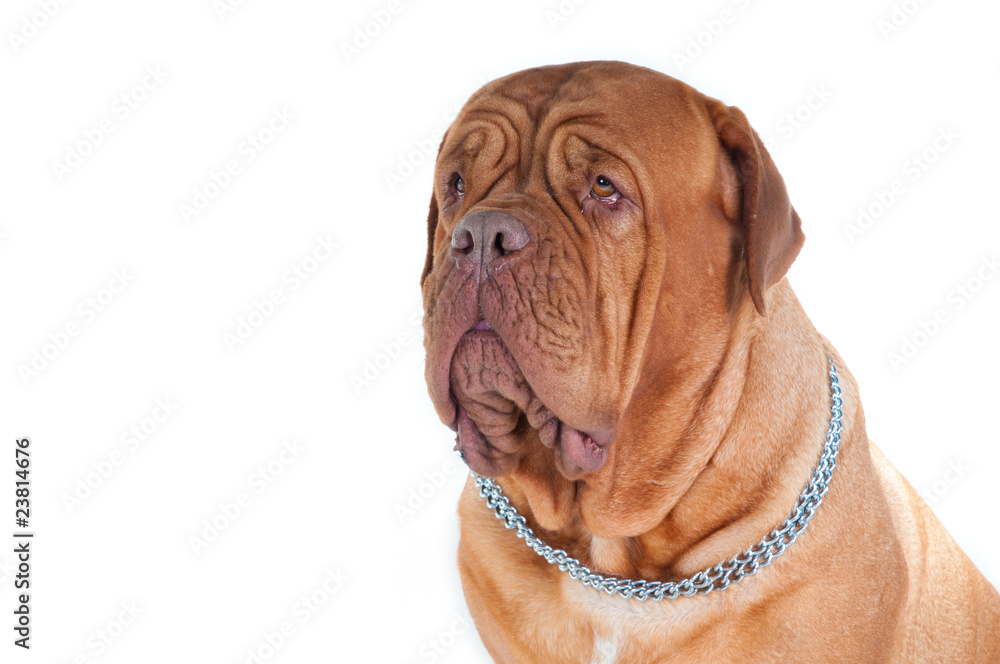 Portrait of dog de bordeaux