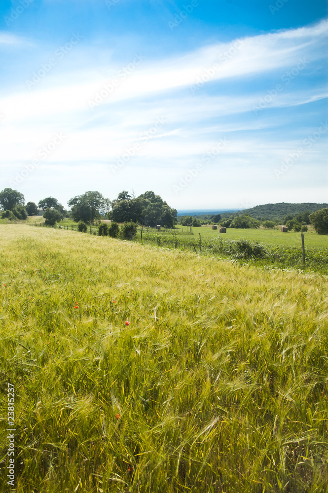 Wheat field