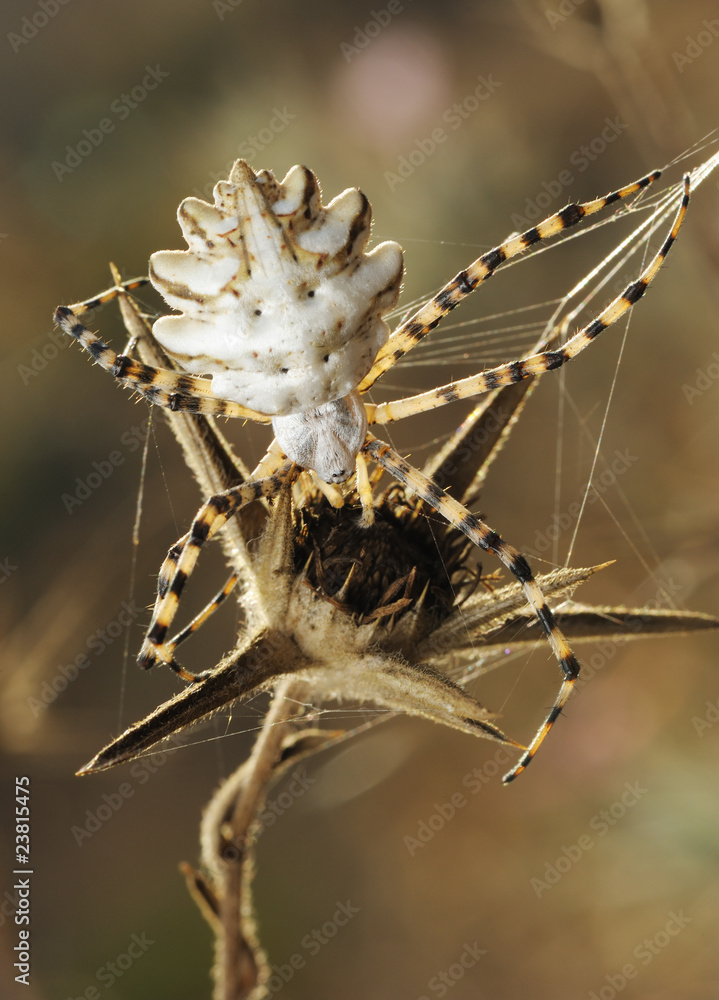 Fototapeta premium Spider argiope lobed