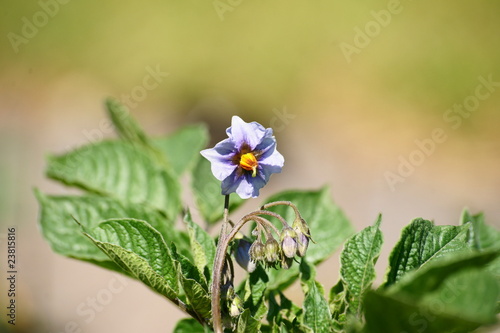 Kartoffelblüte photo