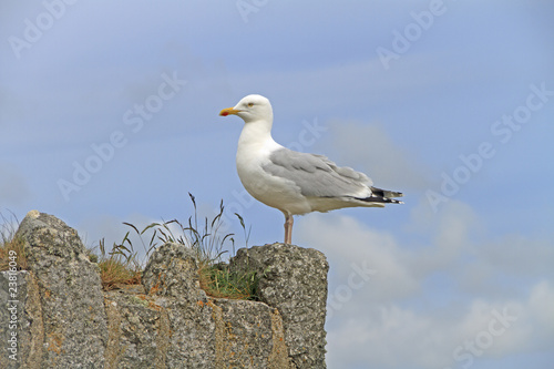 фотографія Silbermöwe, larus argentatus