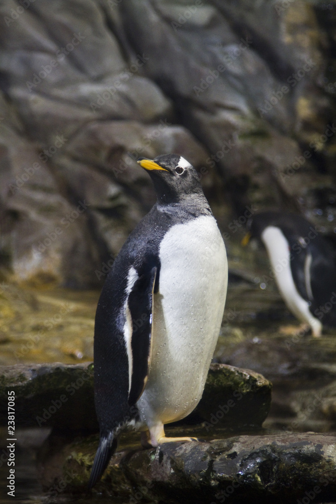 Naklejka premium zoo