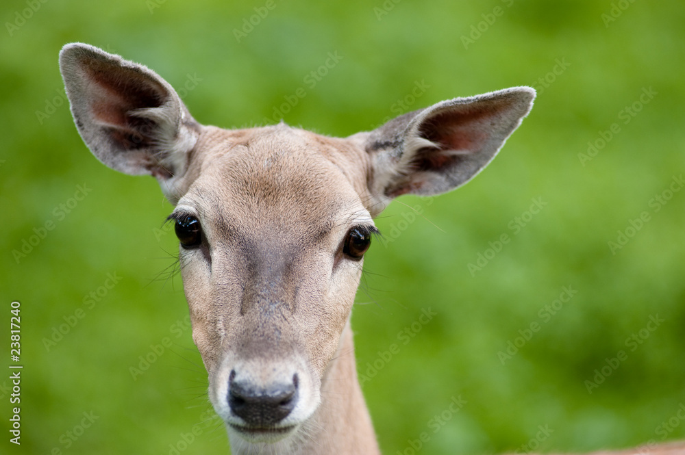 Persian fallow deer does Persian fallow deer does
