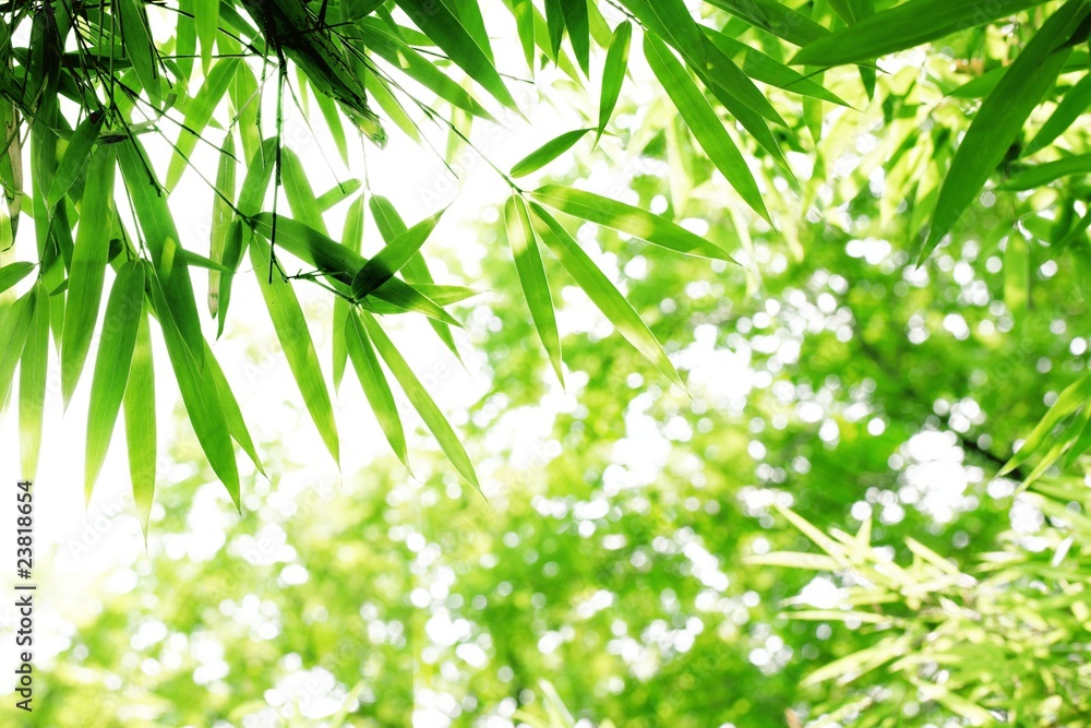 Fototapeta premium Bamboo