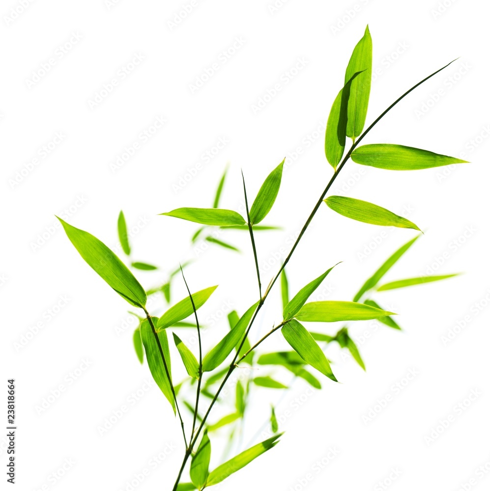 Obraz premium Bamboo leaves