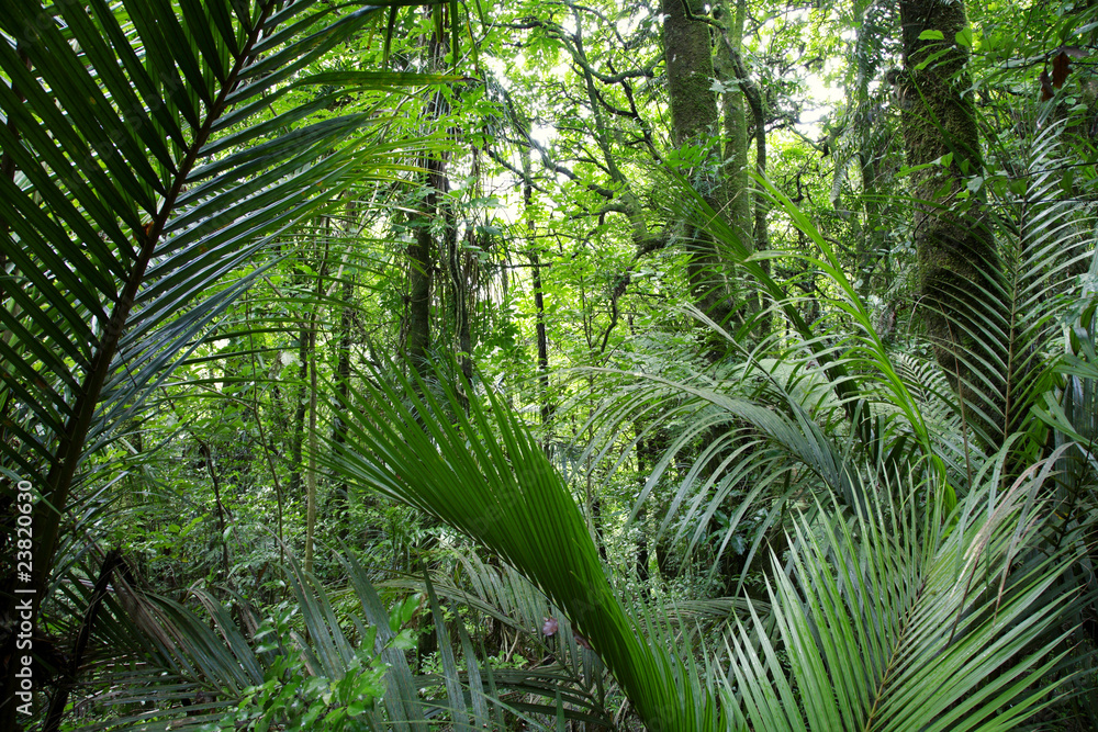 Fern leaves tropical forest jungle Fern leaves tropical forest jungle