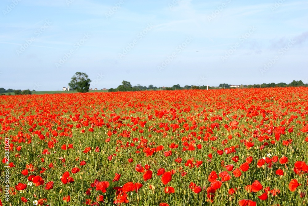 Poppy field