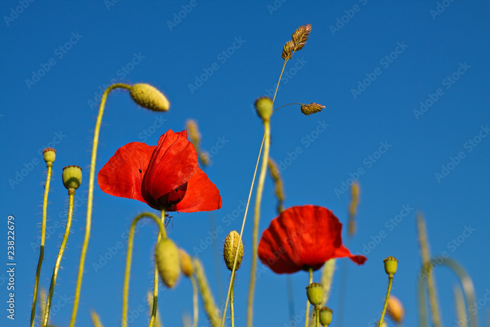 Obraz premium Mohnblume mit blauem Himmel