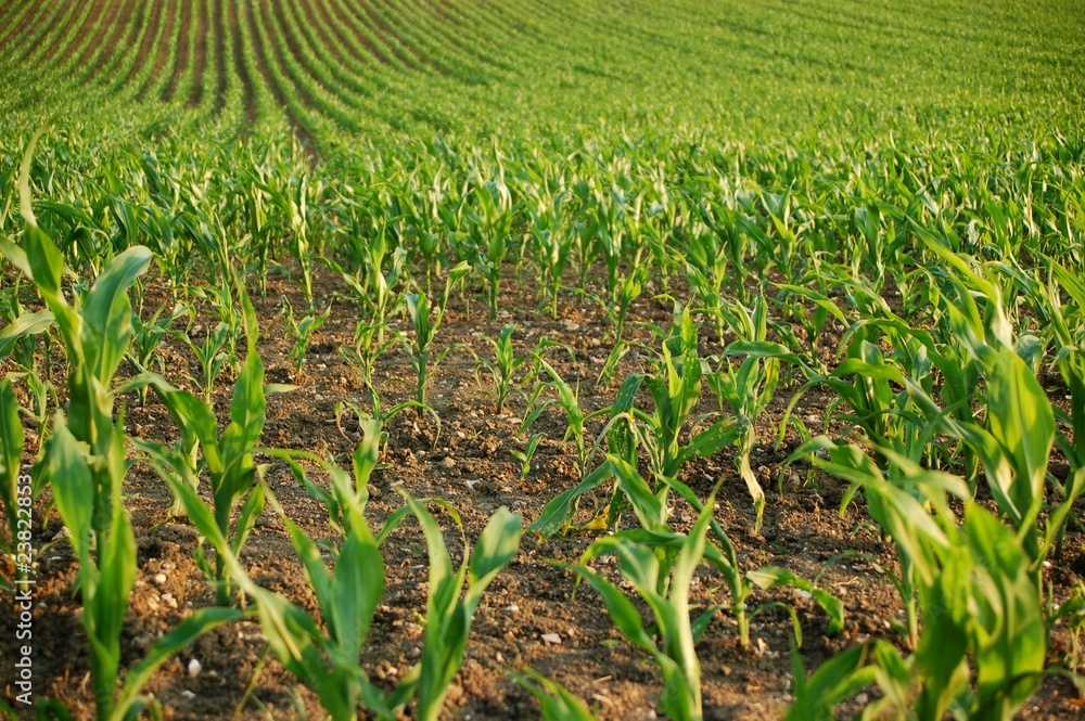 Feld Feld