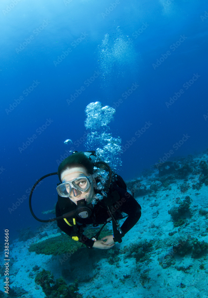 custom made wallpaper toronto digitalscuba diver
