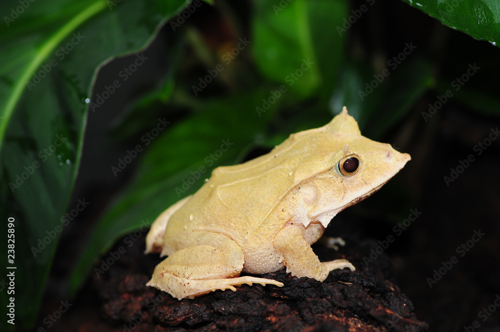 Obraz premium Solomon Leaf Frog