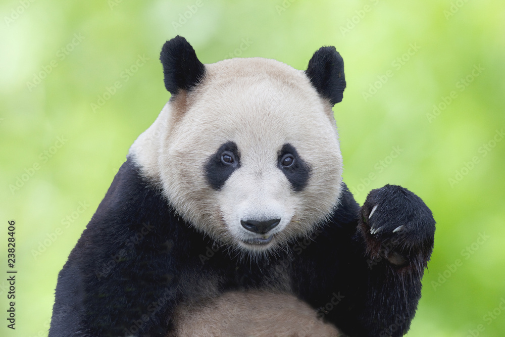 Obraz premium ジャイアントパンダのアップ