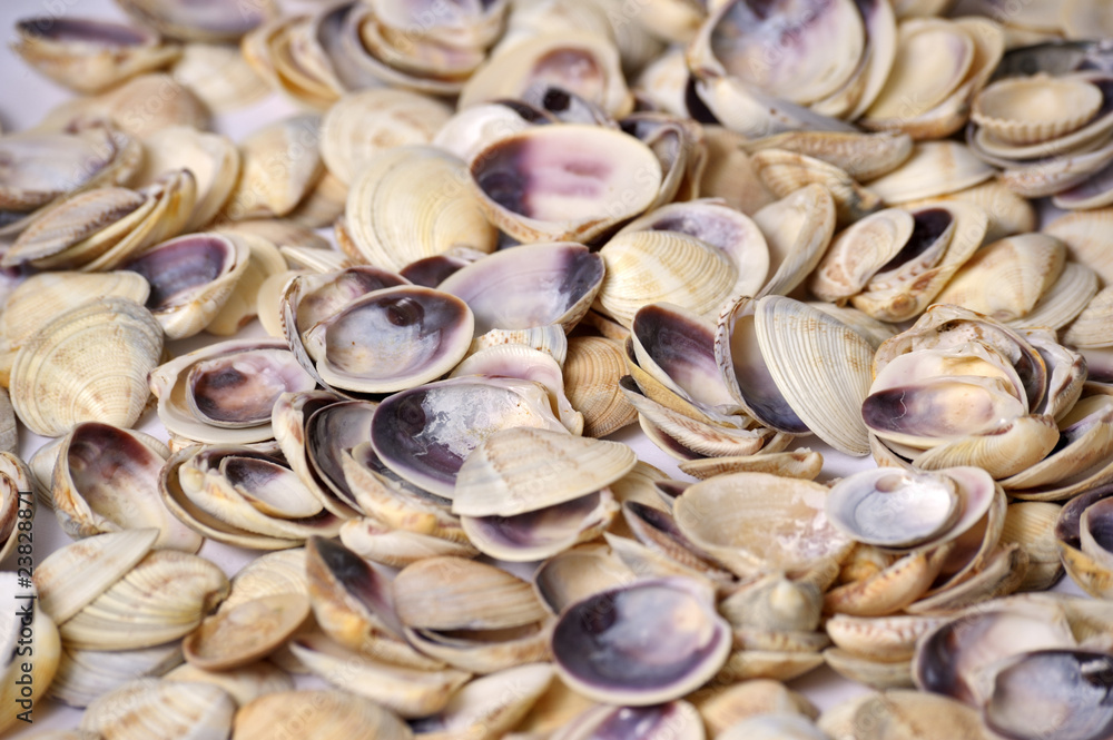 Shell background Shell background