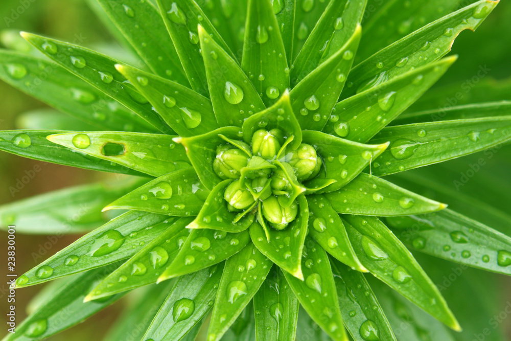 wassertropfen wassertropfen