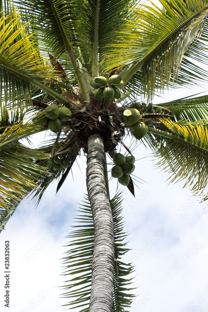 Fototapeta premium cocotier vert
