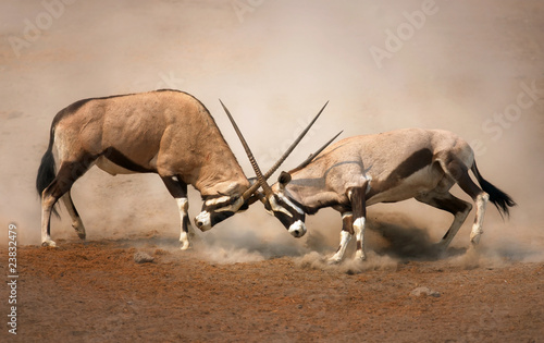 Gemsbok fight photo